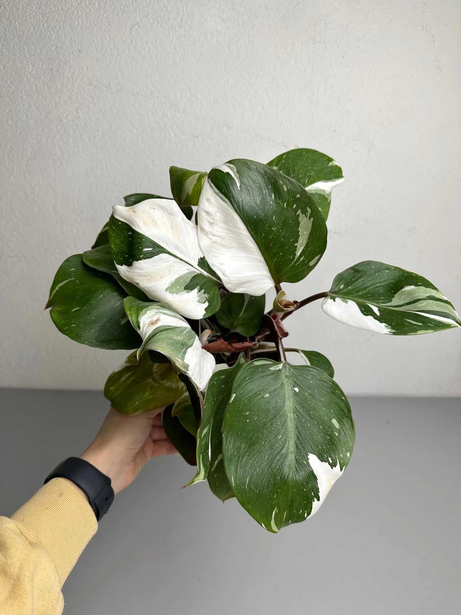 Philodendron white knight