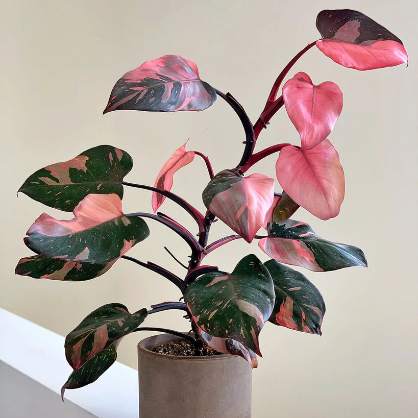 Philodendron Pink Princess