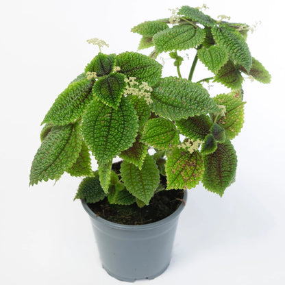 Pilea involucrata