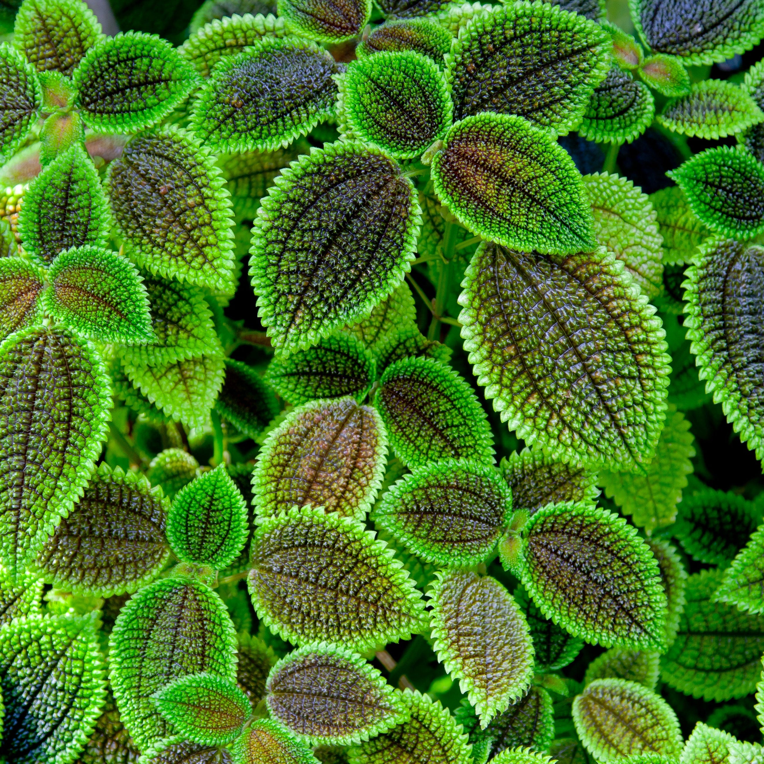 Pilea involucrata