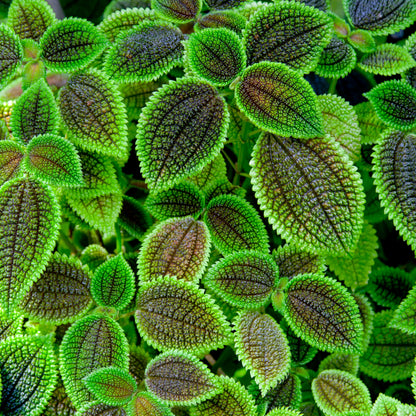 Pilea involucrata