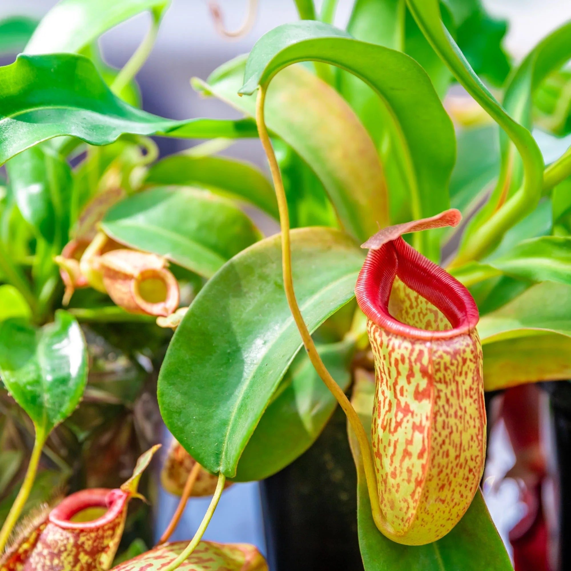 Pitcher plant/ Nepenthes