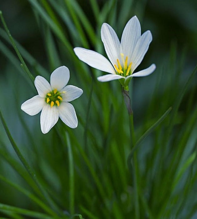 Rain Lily White