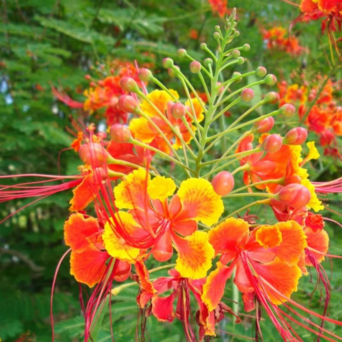 Rajamalli -Peacock flower plant- Poovaka-flowering Plant