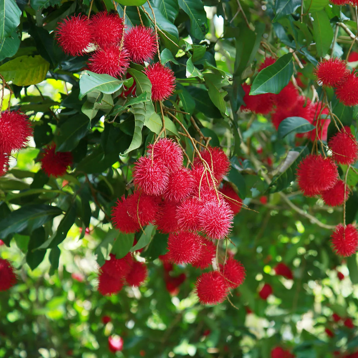 Rambutan N18  Grafted Fruit plant