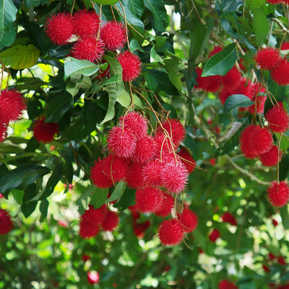 Rambutan N18  Grafted Fruit plant