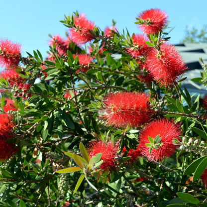 Bottle Brush Plant