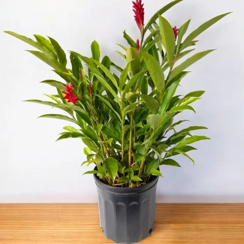 Red Ginger /Alpinia Purpurata/Cone Ginger
