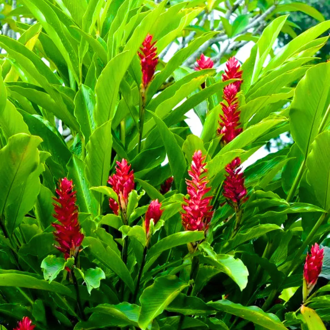 Red Ginger /Alpinia Purpurata/Cone Ginger