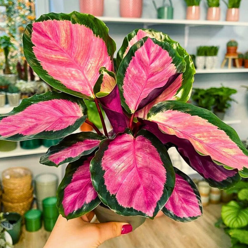 Calathea Rose Painted