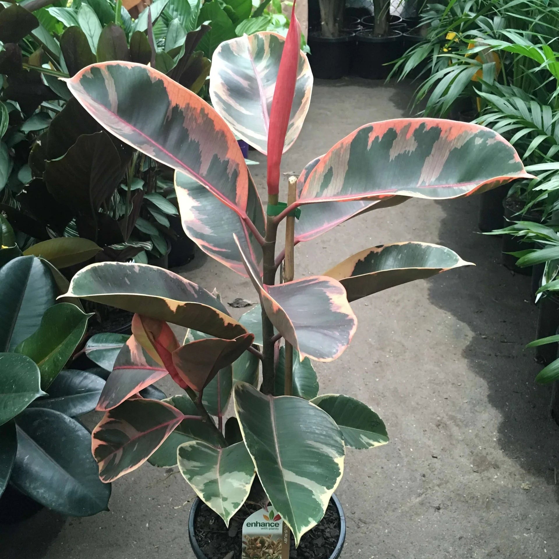 Rubber Plant