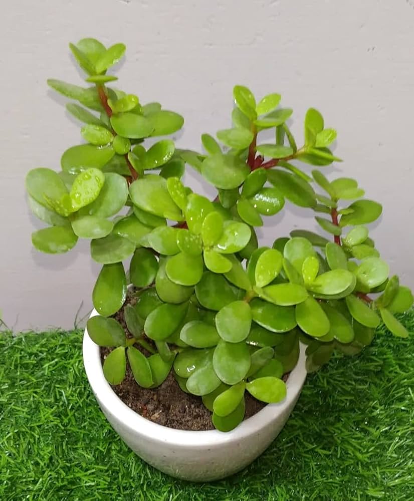 Succulent 8- Jade succulent