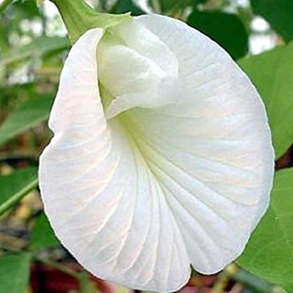 Shangupushpam White Plant- clitoria ternatea