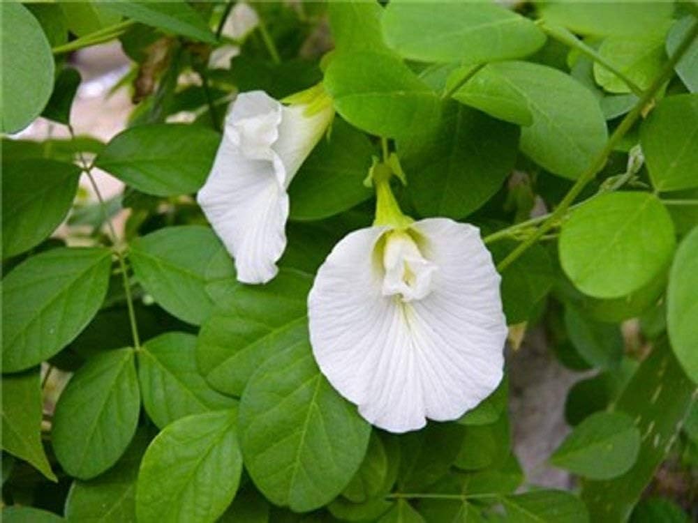 Shangupushpam White Plant- clitoria ternatea
