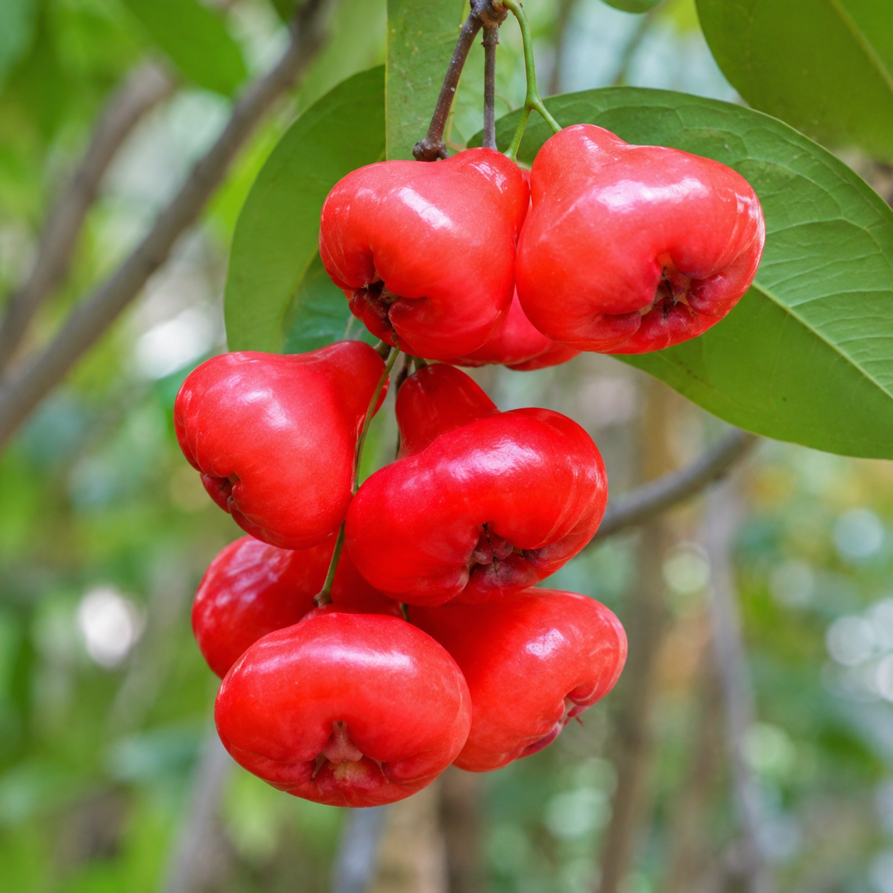 Seedless Chamba - Rose Apple Seedless-  Seedless Chamba Air Layered