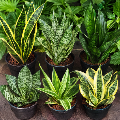 Snake plant Combo of 5 different varieties