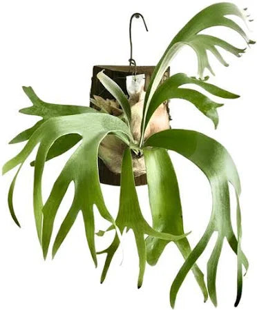 Stag Horn Fern