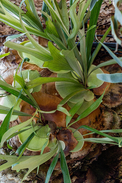 Stag Horn Fern
