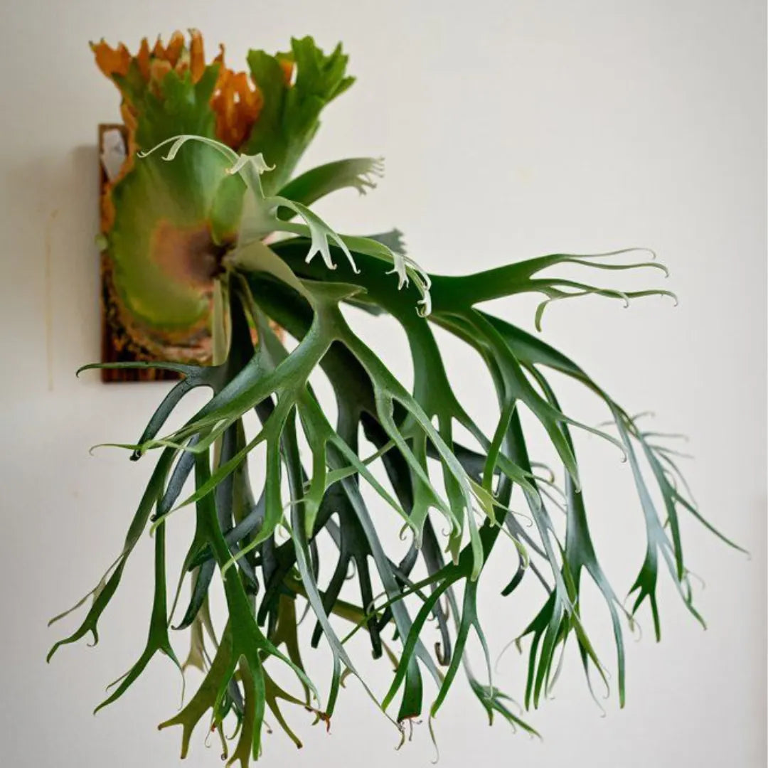 Stag Horn Fern