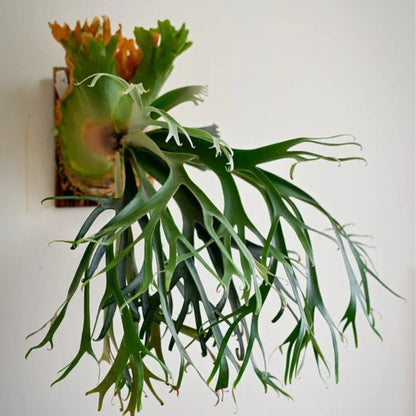 Stag Horn Fern