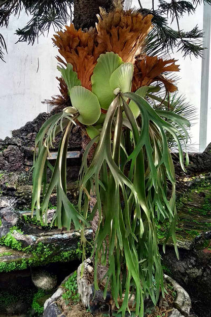 Stag Horn Fern