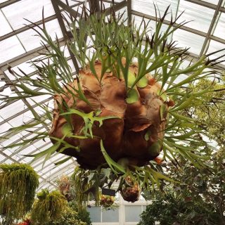 Stag Horn Fern