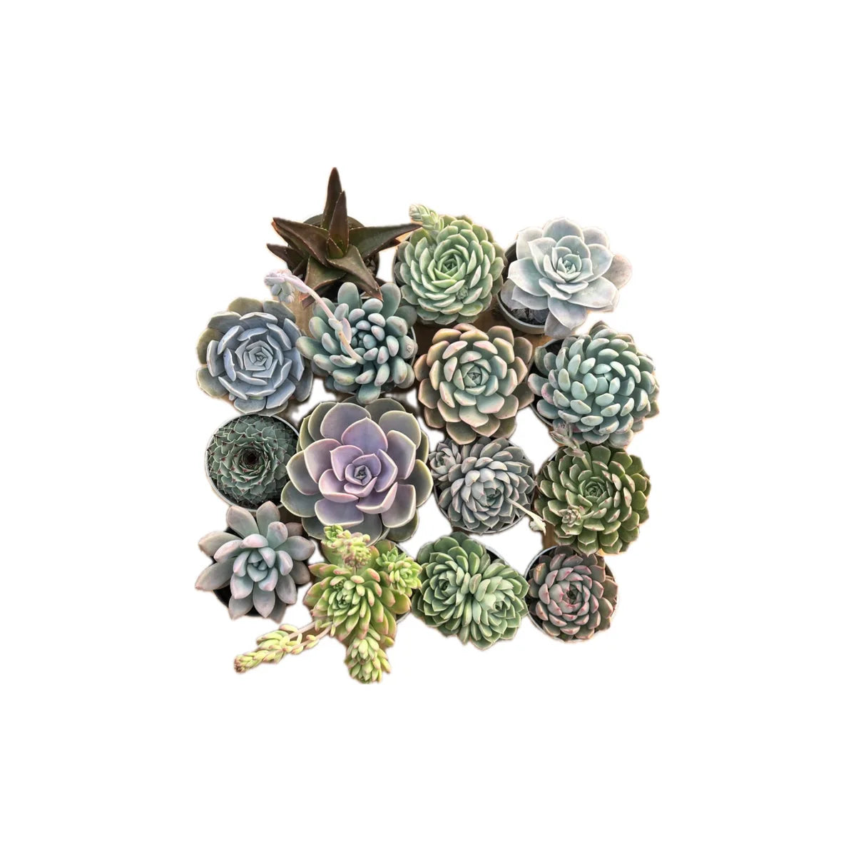 Succulents Combo of 15