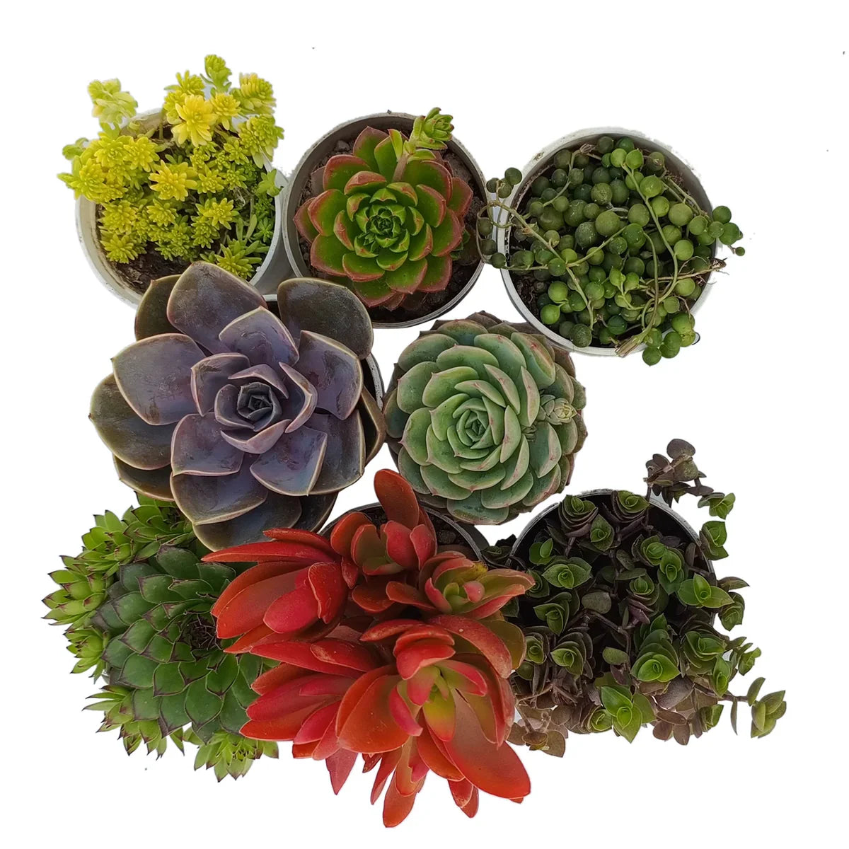 Succulents Combo of 8 Varieties( any colors)