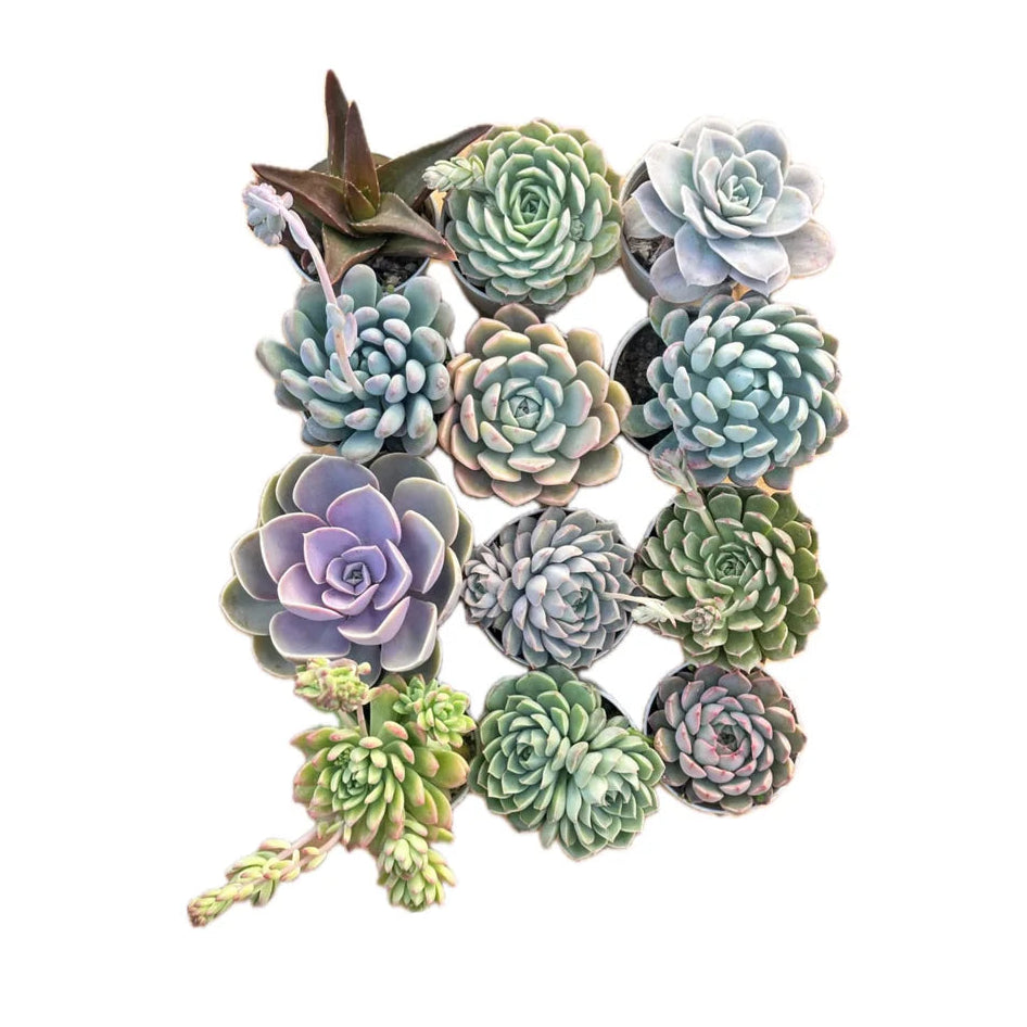 Succulents Combo of 10