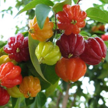 Surinam Cherry (Eugenia Uniflora)