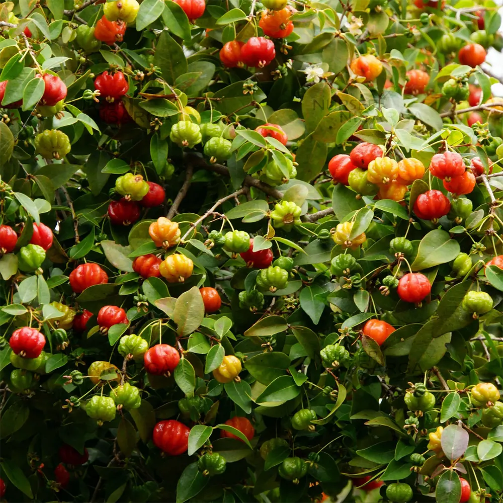 Surinam Cherry (Eugenia Uniflora)