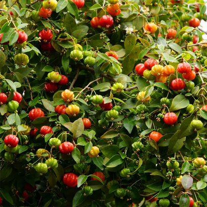 Surinam Cherry (Eugenia Uniflora)
