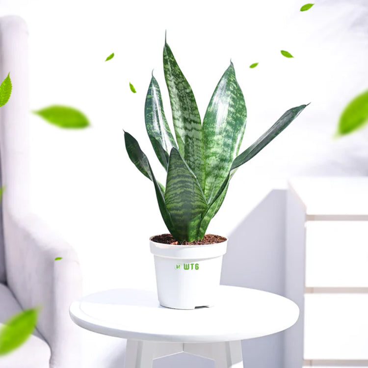 Snake plant Combo of 5 different varieties