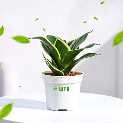 Snake plant Combo of 5 different varieties