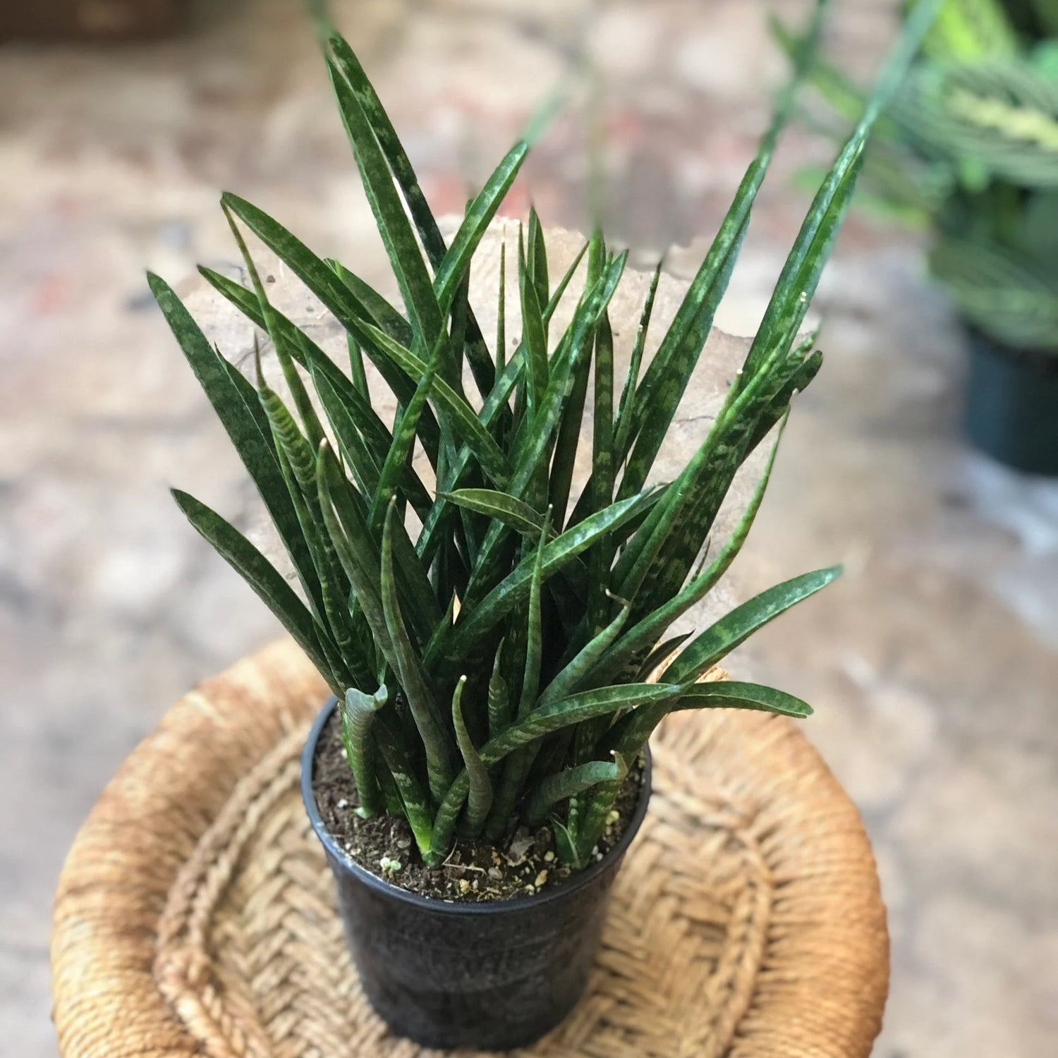 bacularis plant air purifier Snake Plant Bacularis