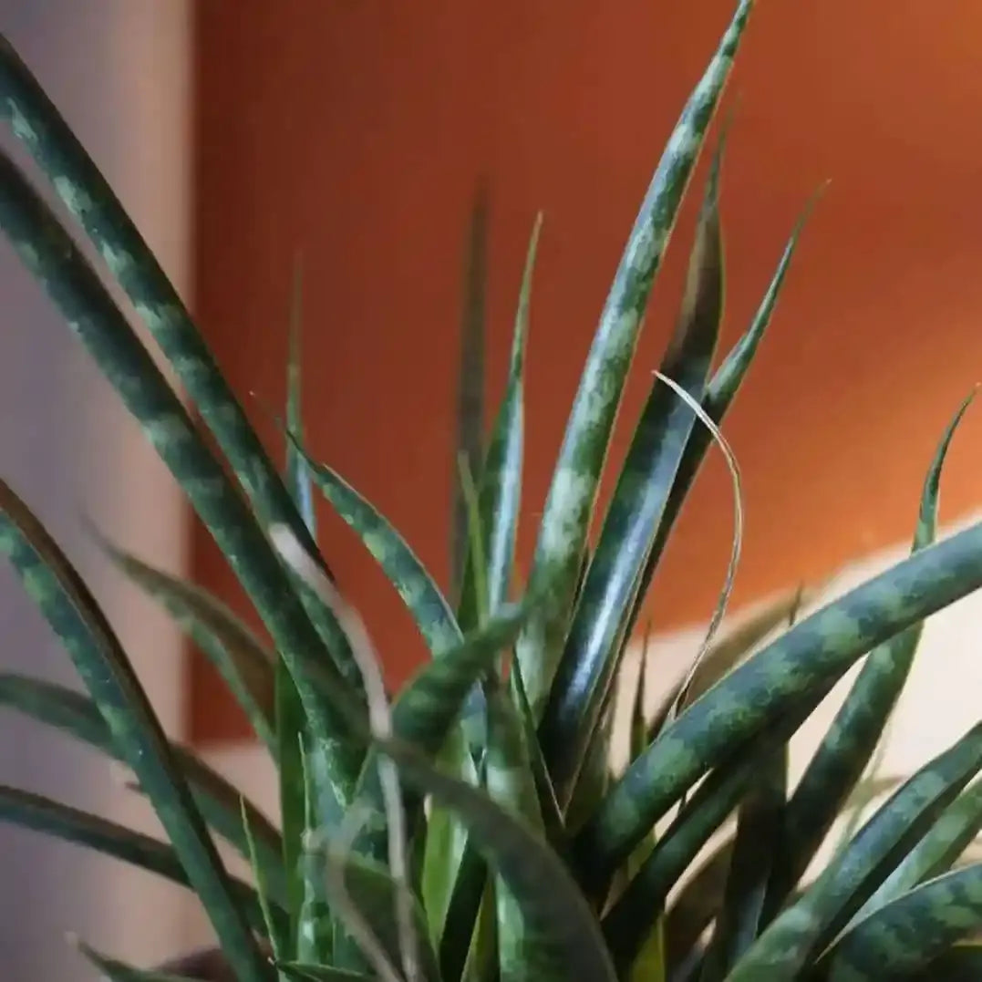 Snake Plant Fernwood