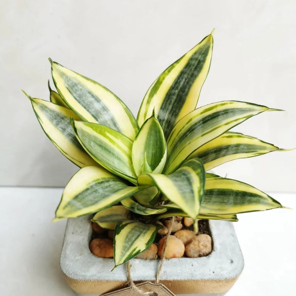 Snake Plant Golden Hahni