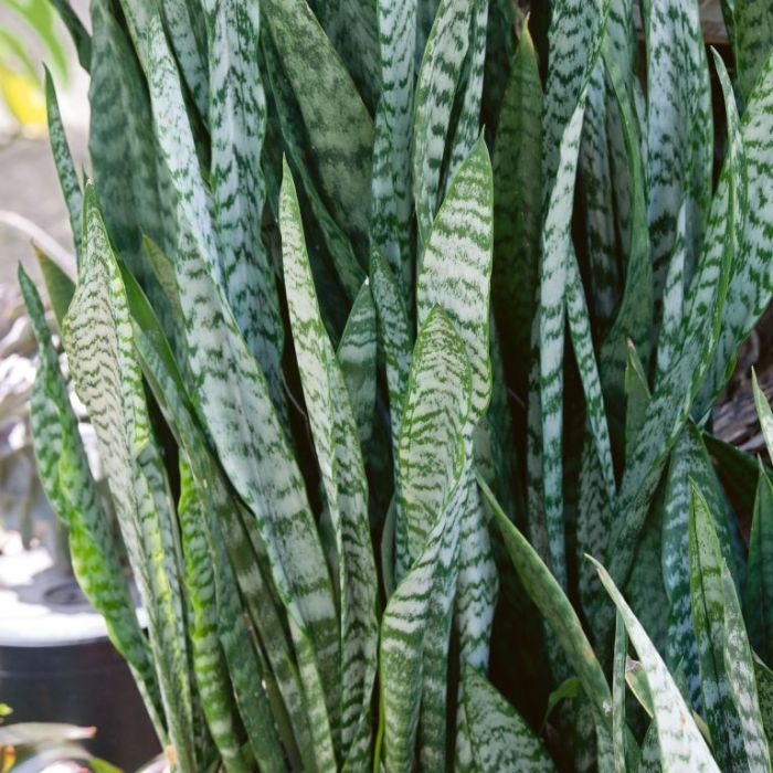 Snake Plant Zeylanica