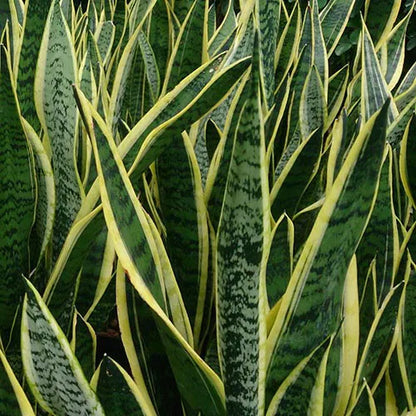 Snake plant Future Superba