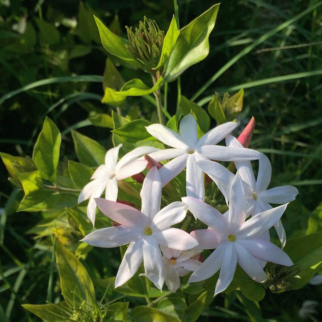 Star Jasmine(Kakkada mulla)