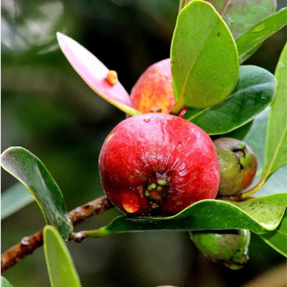 Strawberry Guava(Strawberry pera/Munthiri pera)