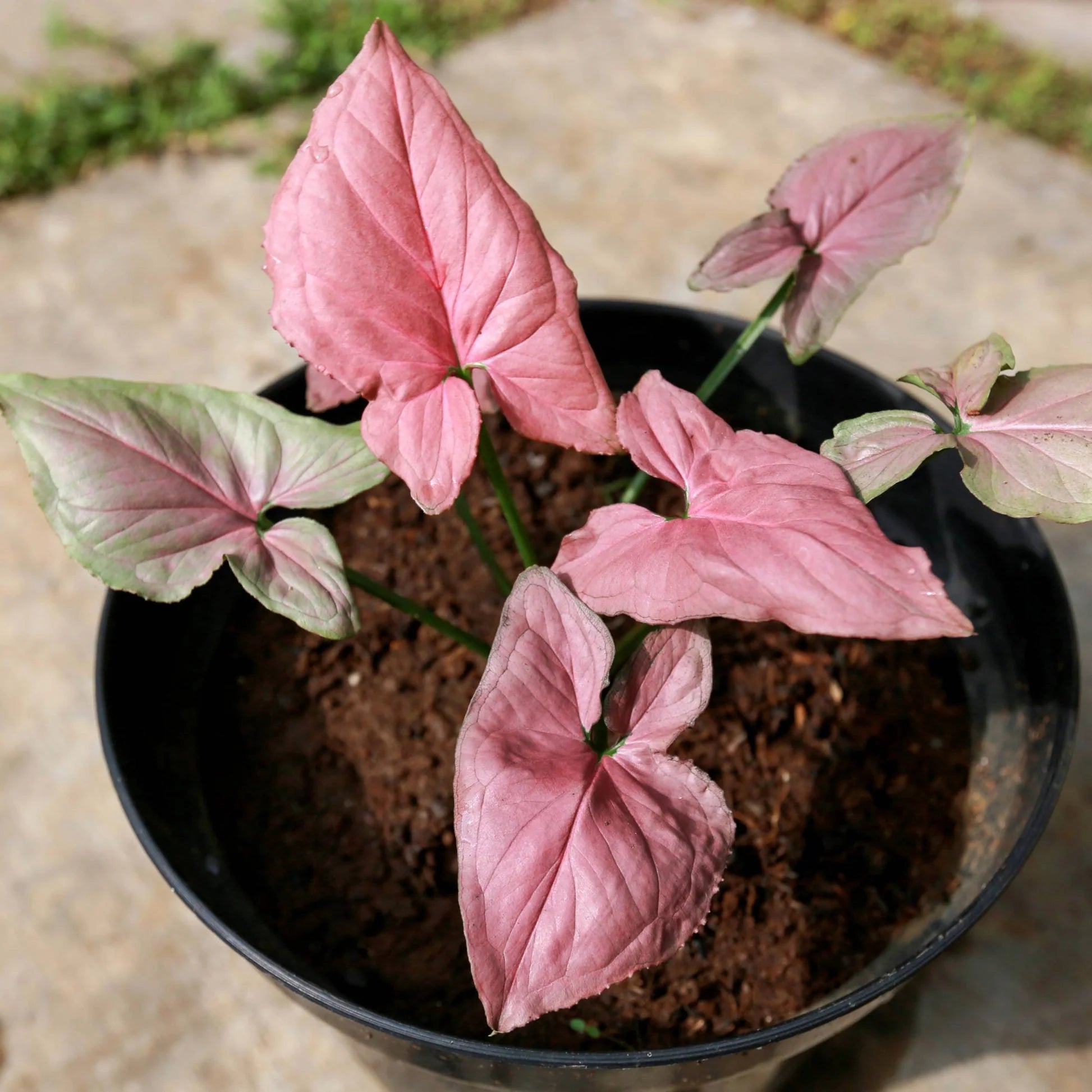 Syngonium pink Indoor-semi indoor- outdoor plant
