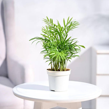 Table palm Indoor semi indoor plant