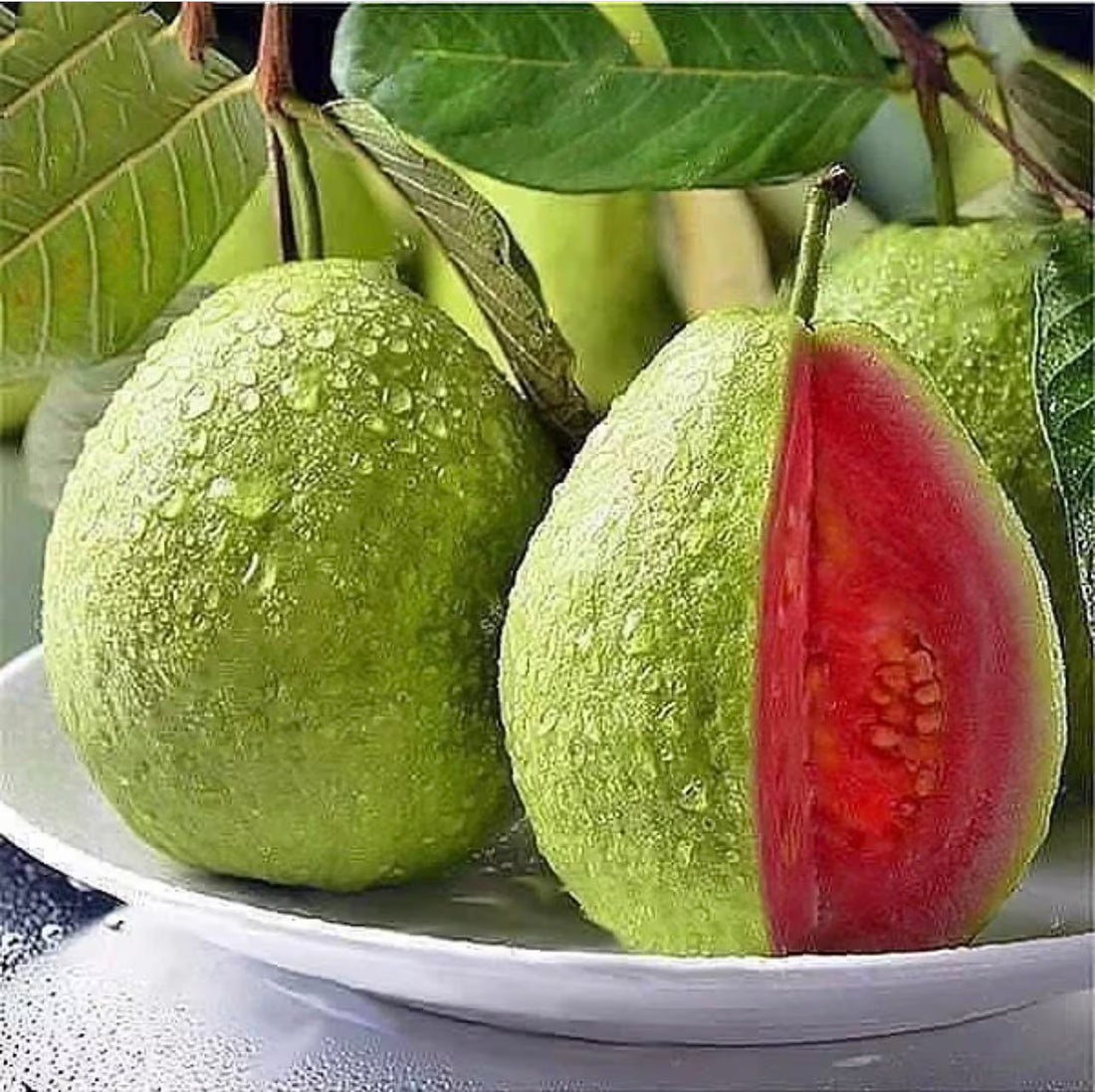 Thai Red Diamond Guava- Thailand Red Pera-Red Guava Air Layered