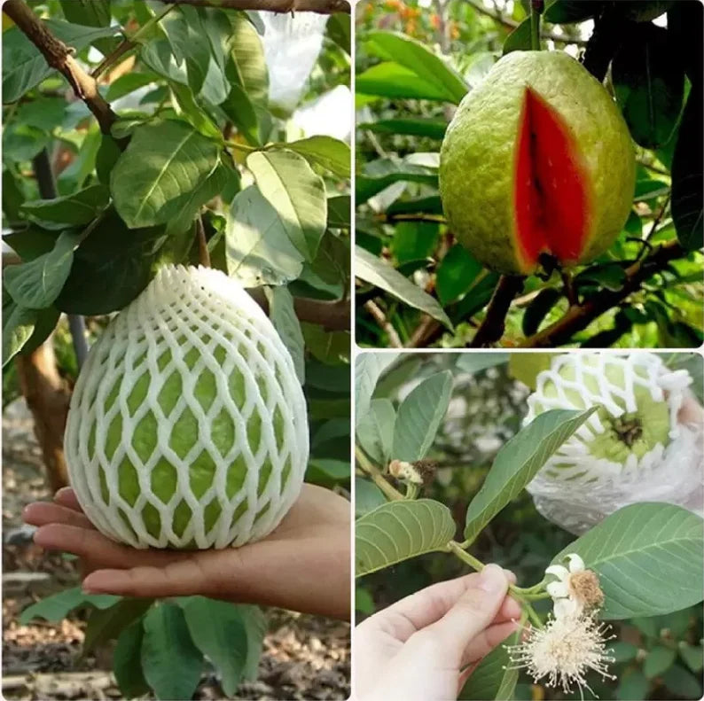 Thai Red Diamond Guava- Thailand Red Pera-Red Guava Air Layered