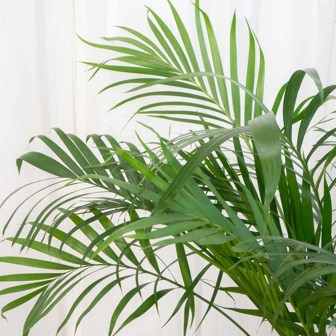 Table palm Indoor semi indoor plant