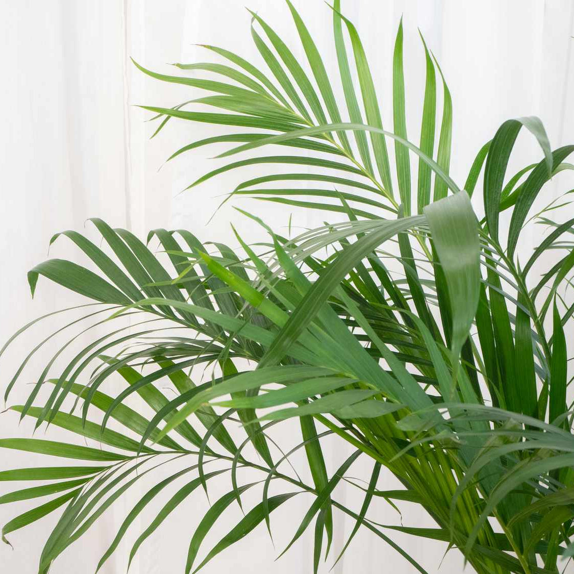 Table palm Indoor semi indoor plant