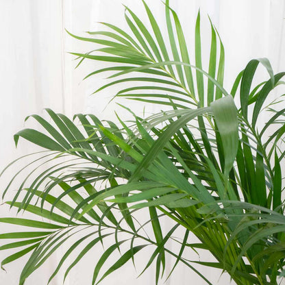 Table palm Indoor semi indoor plant