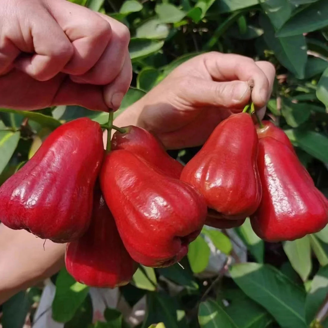 Thai Red Chamba Air Layered- Giant Thailand Chamba- Thai Rose Apple