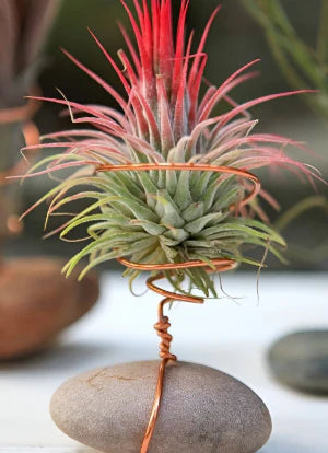 Tillandsia Air Plant